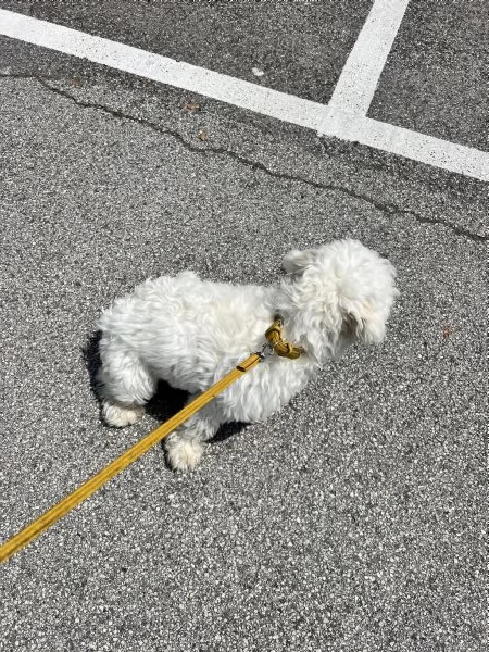 Cucciolo Maschio Maltese | Foto 1