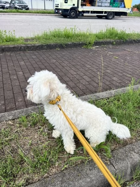 Cucciolo Maschio Maltese | Foto 0