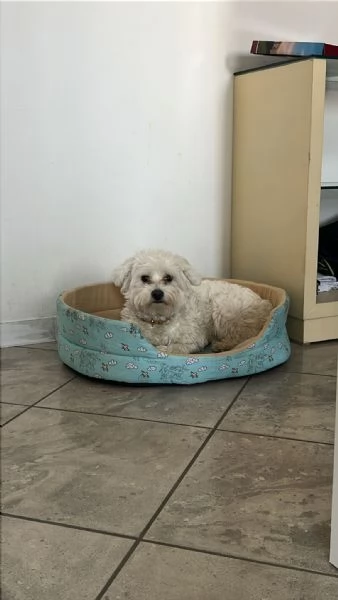 Cucciolo Maschio Maltese