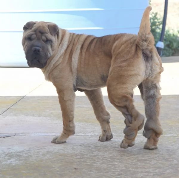 Anita cucciola da adottare , simil Sharpei 