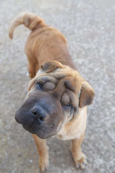 Anita cucciola da adottare , simil Sharpei  | Foto 2
