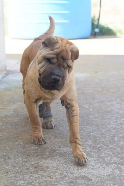 Anita cucciola da adottare , simil Sharpei  | Foto 1
