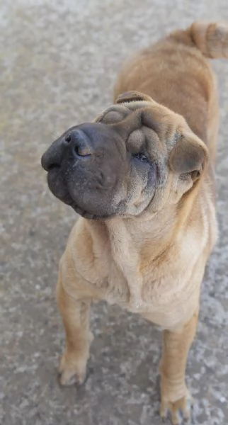 Anita cucciola da adottare , simil Sharpei  | Foto 0
