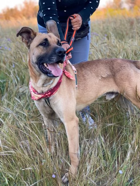 Adottate Zayed dal canile  | Foto 6