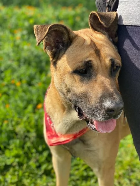 Adottate Zayed dal canile  | Foto 5