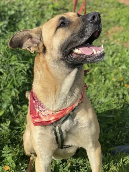 Adottate Zayed dal canile  | Foto 4