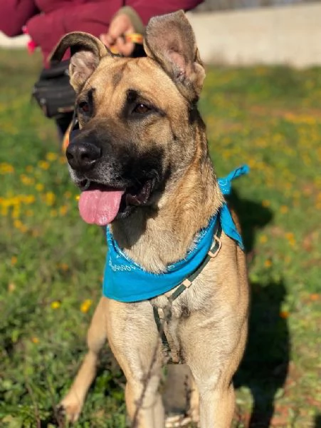 Adottate Zayed dal canile  | Foto 3