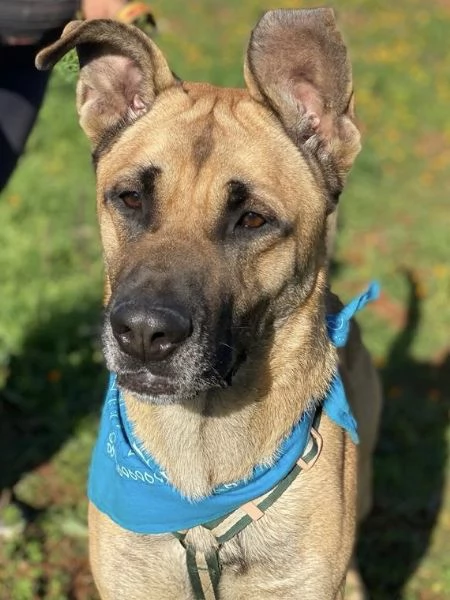 Adottate Zayed dal canile  | Foto 2