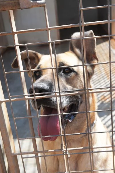 Adottate Zayed dal canile 