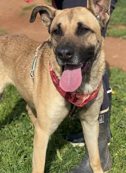 Adottate Zayed dal canile  | Foto 1