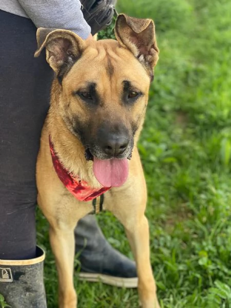 Adottate Zayed dal canile  | Foto 0