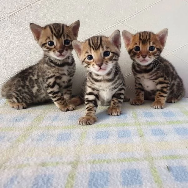 CUCCIOLI DI GATTO BENGALA disponibili