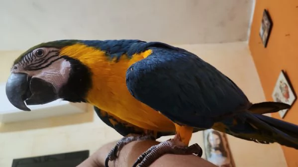 Uccello ara ararauna