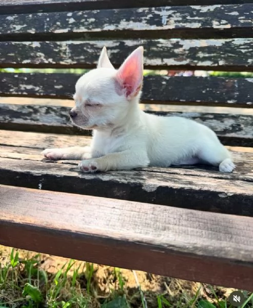 Dolce Chihuahua mini 