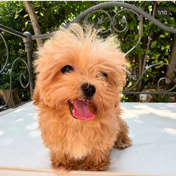 REGALO PICCOLA BARBONCINO   | Foto 0