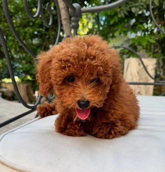 REGALO PICCOLA BARBONCINO  