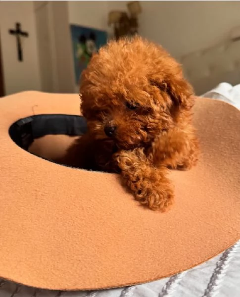   PICCOLA Barboncino red femmina e maschio  | Foto 0