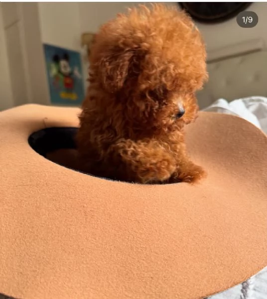   PICCOLA Barboncino red femmina e maschio 