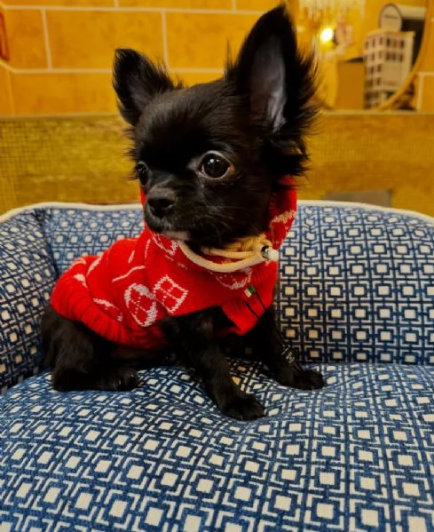 Chihuahua mini gratuito | Foto 0
