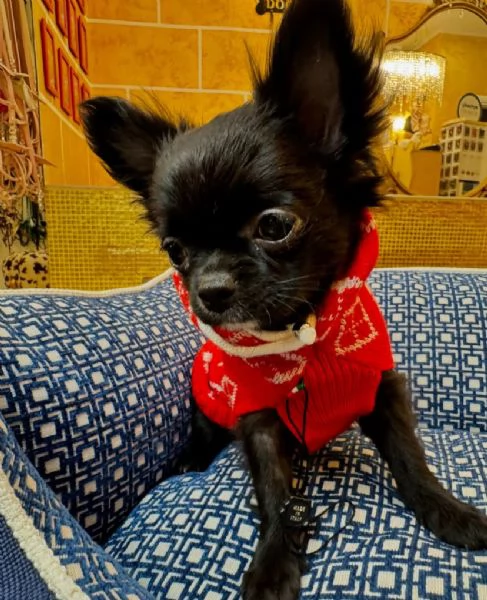 Chihuahua mini gratuito