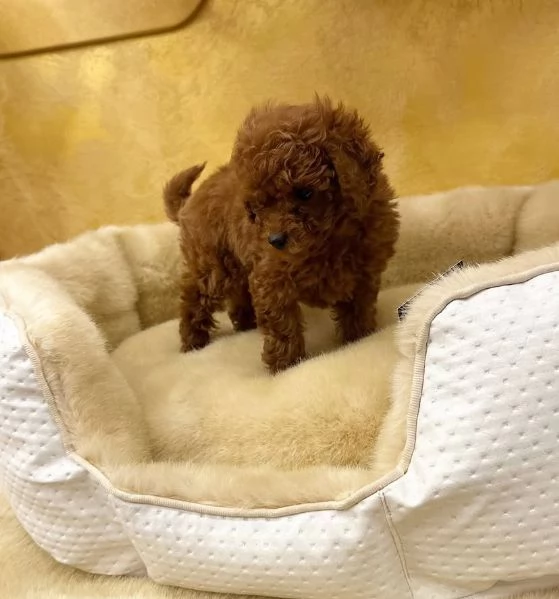 #Barboncino red maschio gratis | Foto 0