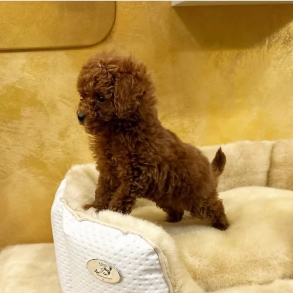 #Barboncino red maschio gratis