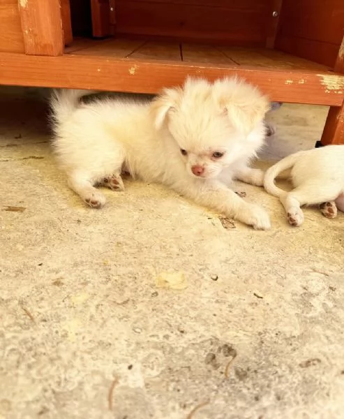 Chihuahua lungo pelo maschio e femmina  | Foto 0