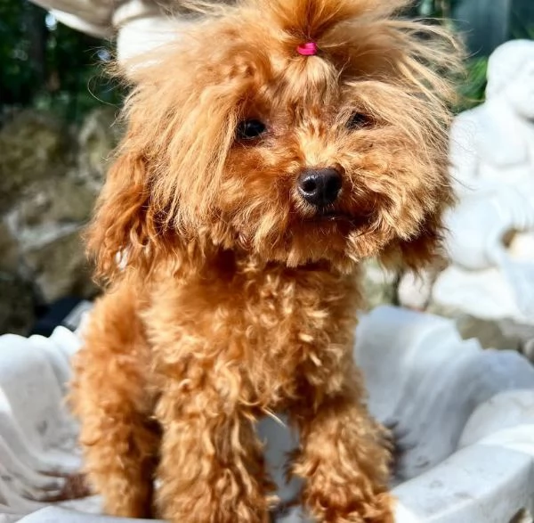 Barboncino teacup femmina  | Foto 0