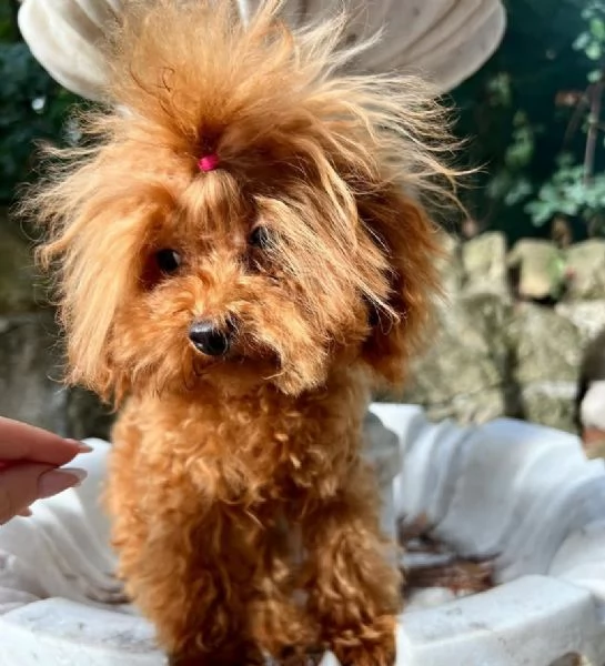 Barboncino teacup femmina 