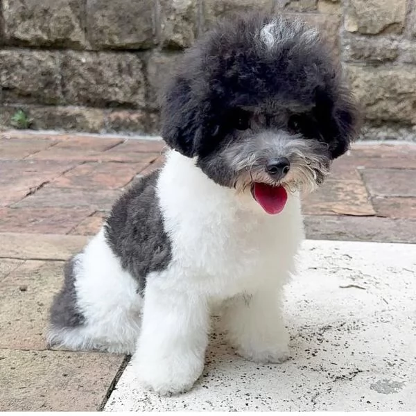 Mini mini mini Barboncino bianca e Barboncino participle | Foto 0