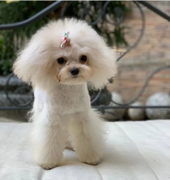 Mini mini mini Barboncino bianca e Barboncino participle