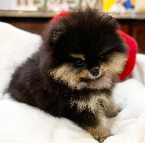Regalo spitz Pomeranian mini nero | Foto 0