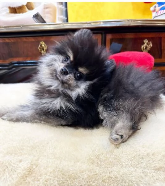 Regalo spitz Pomeranian mini nero