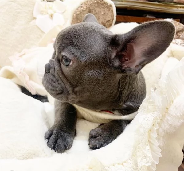 Regalo Bulldog francese