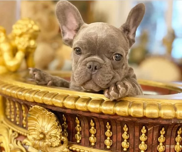 Dolce Bulldog francese  | Foto 0