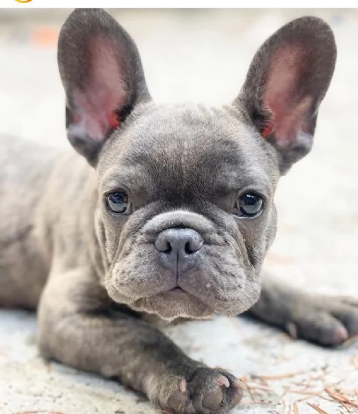 Dolce Bulldog francese 