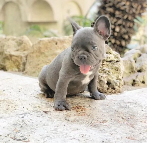 Bulldog francese  | Foto 0