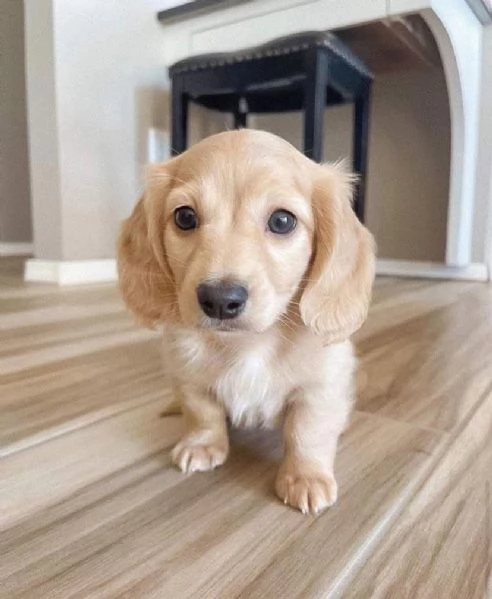 Regalo bassotto  | Foto 2