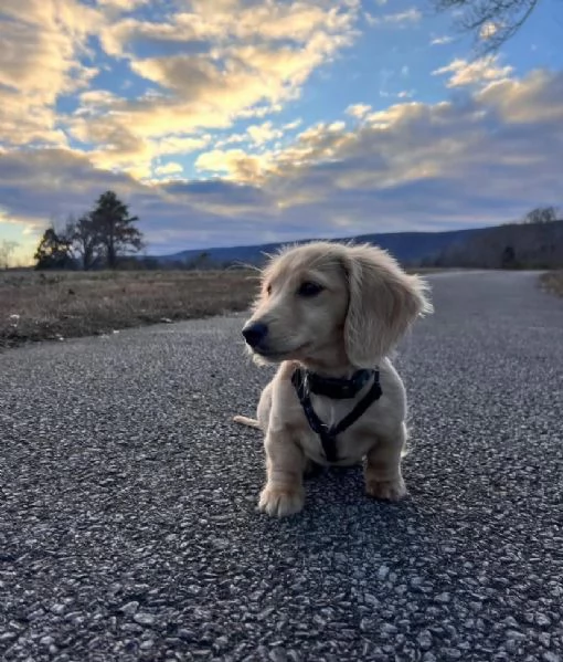 Regalo bassotto  | Foto 0