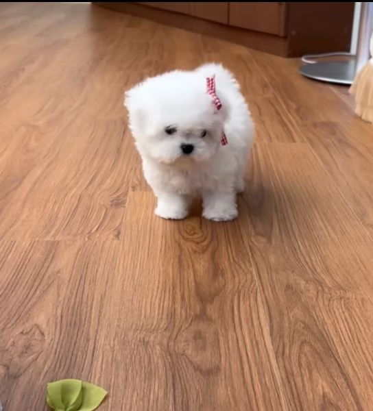 Regalo Bichon mini  | Foto 0
