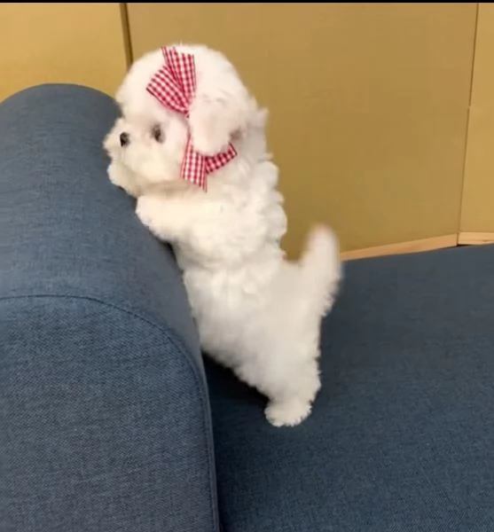 Regalo Bichon mini 