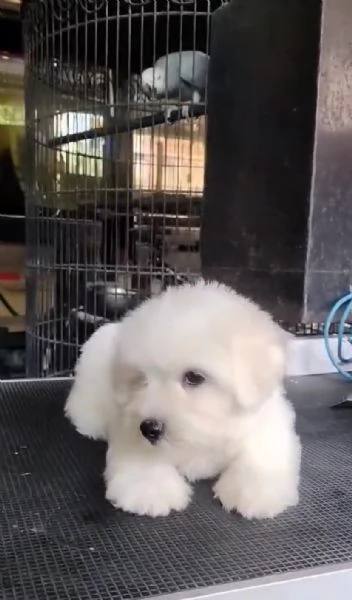 Offrire per l'adozione maschio e femmina Toy