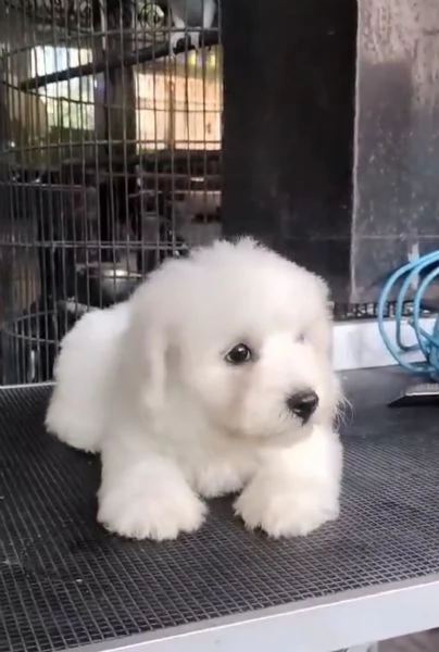 Offrire per l'adozione maschio e femmina Toy | Foto 0