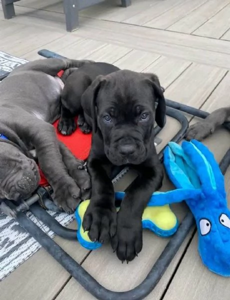 Offrire per l'adozione maschio e femmina Cane Corso Toy