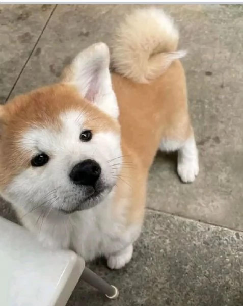 Offrire per l'adozione maschio e femmina AKITA INU  Toy