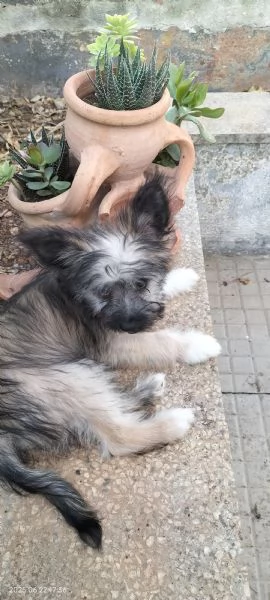 Misto piccolo cane chihuahua / shizu maltese 