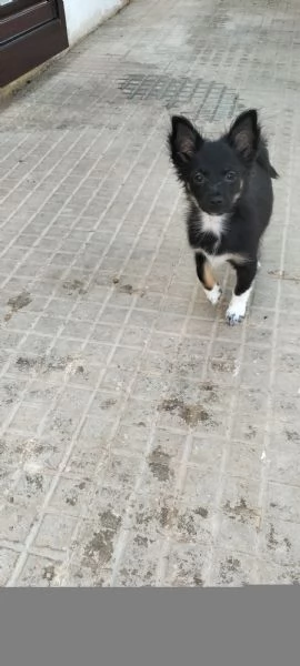 Misto piccolo cane chihuahua / shizu maltese  | Foto 0