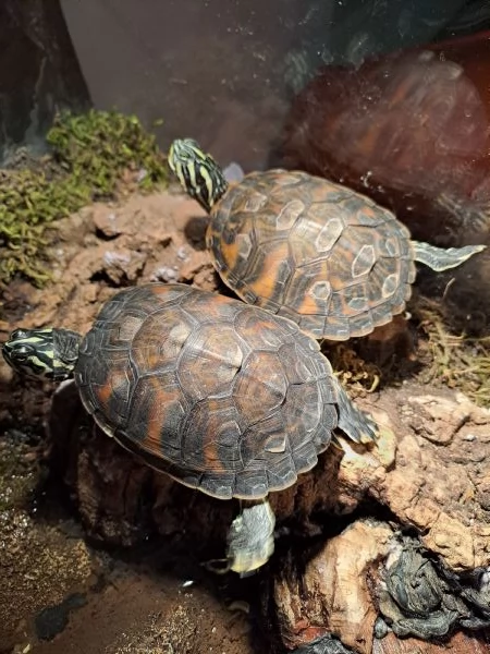 Tartarughe 