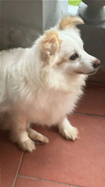 regalo cani | Foto 0