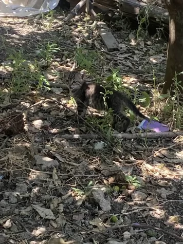 elia il cucciolo di gatto  | Foto 1